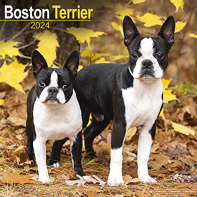 Boston Terrier Calendar 2024 (Square)
